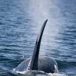 Vancouver Island Killer Whale - Orca